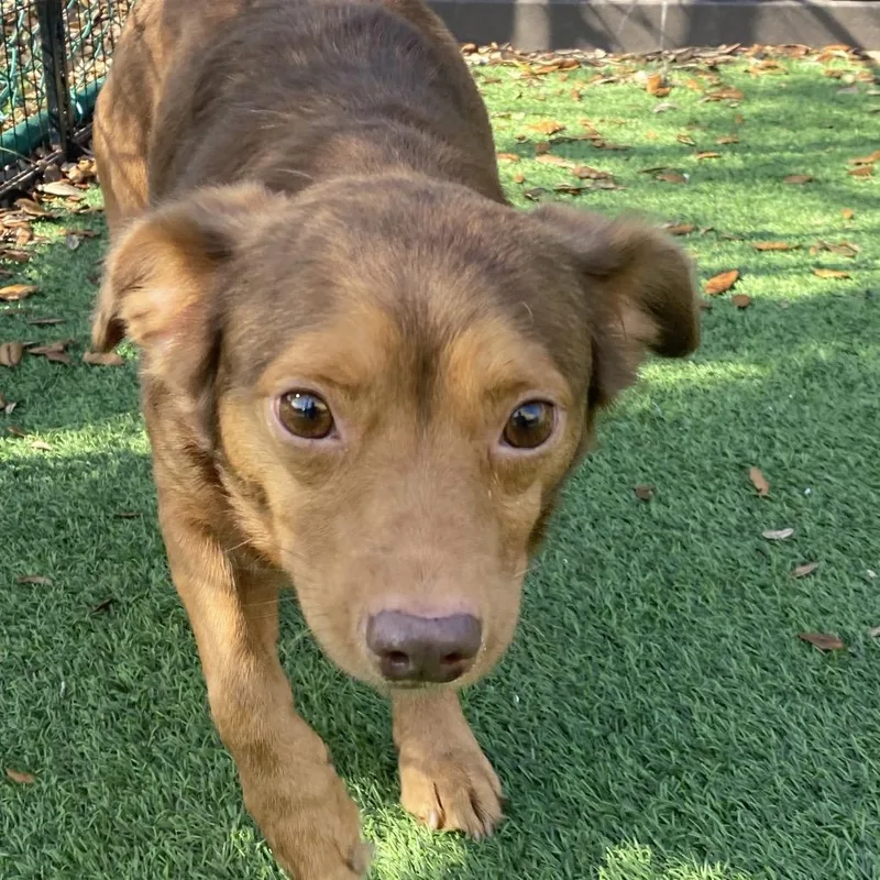 An adult medium-sized male White / Cream Mixed Breed dog named Disco for adoption in LOXAHATCHEE, FL