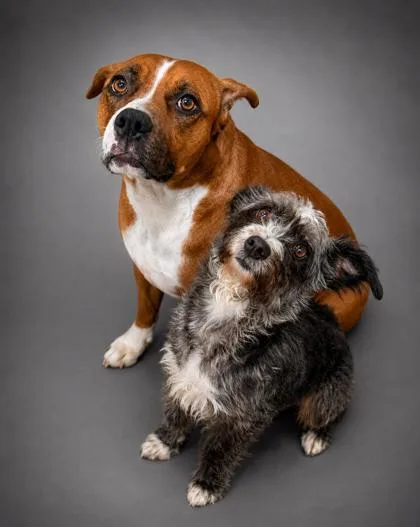 Fido