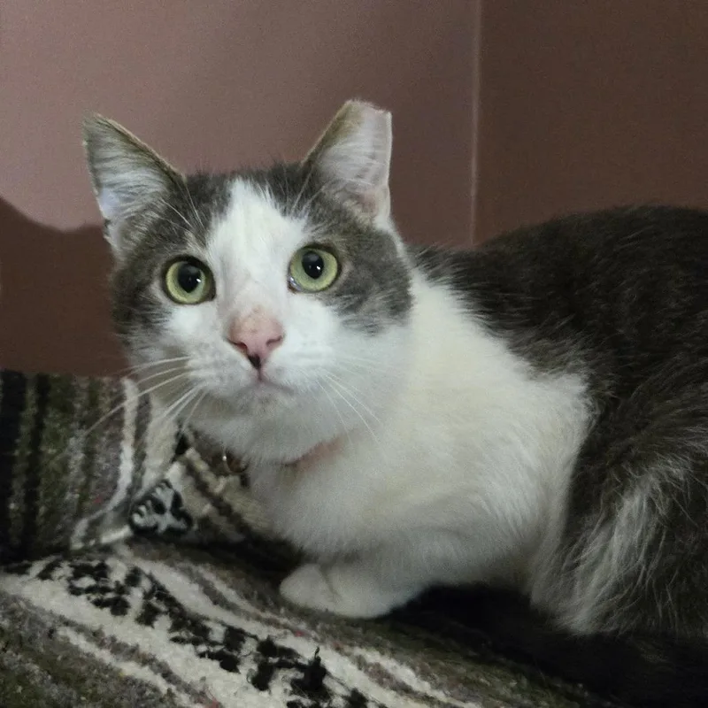 Cranberry thumbnail 2