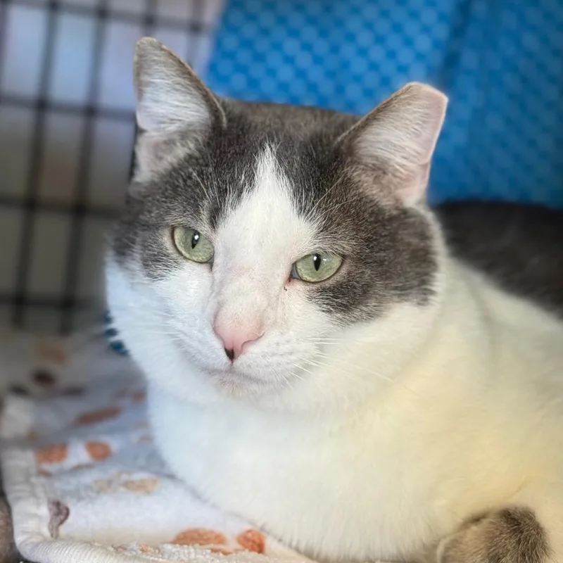 Cranberry thumbnail 3