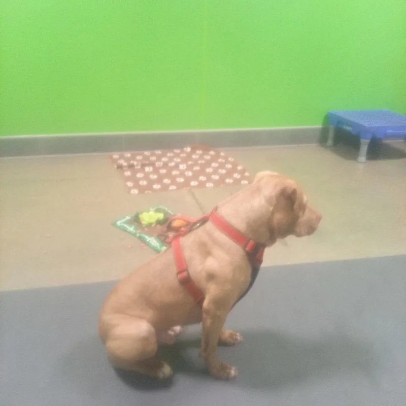 An adult large-sized male Yellow / Tan / Blond / Fawn American Staffordshire Terrier dog named Shade for adoption in Ferndale, MI
