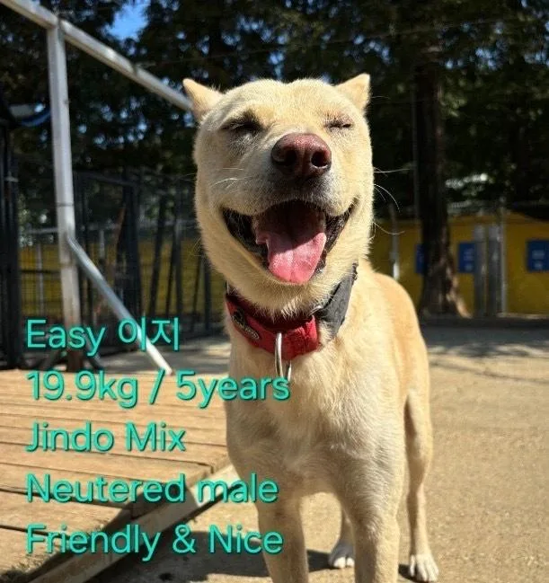 An adult large-sized male Jindo dog named Easy for adoption in Long Island City, NY