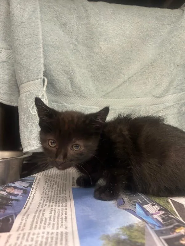 A baby medium-sized male Black Domestic Short Hair cat named Chocolate for adoption in Fruit Heights, UT