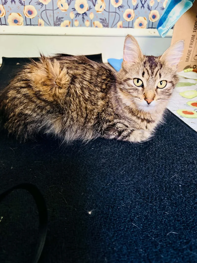 A young medium-sized female Domestic Medium Hair cat named Tiamat for adoption in Milwaukee, WI