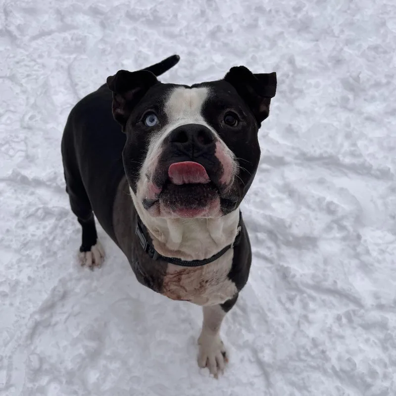 An adult large-sized male Mixed Breed dog named Gregory for adoption in Fairport, NY