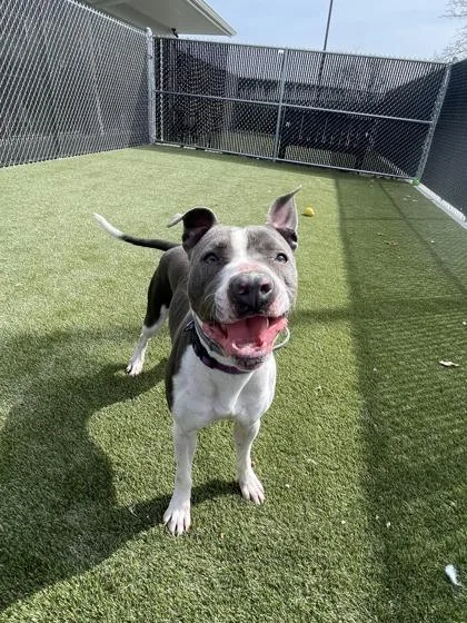 An adult medium-sized female Mixed Breed dog named Rosie for adoption in Lafayette, IN