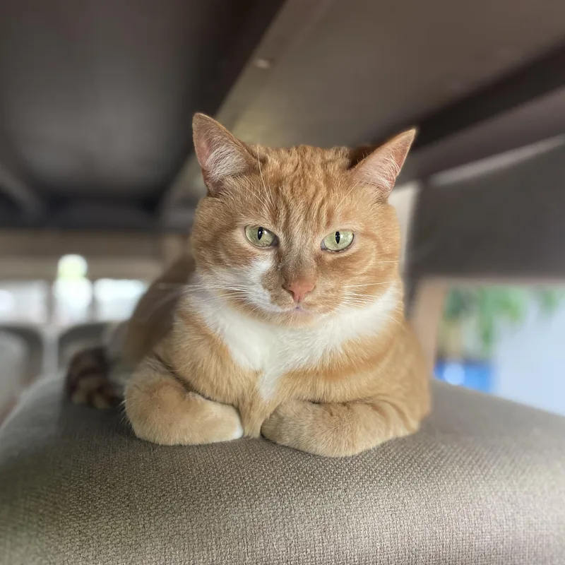 An adult large-sized male Orange & White Domestic Short Hair cat named Cheeto  Bonded Wbobo for adoption in Rockford, MI