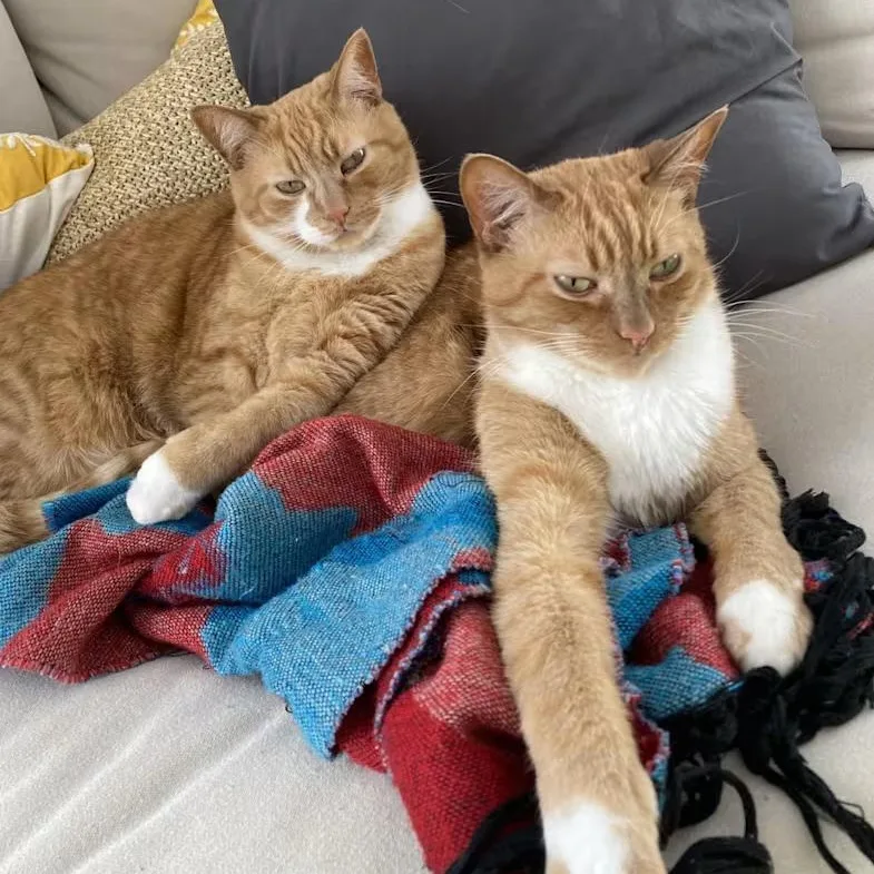 Cheeto  Bonded Wbobo thumbnail 2