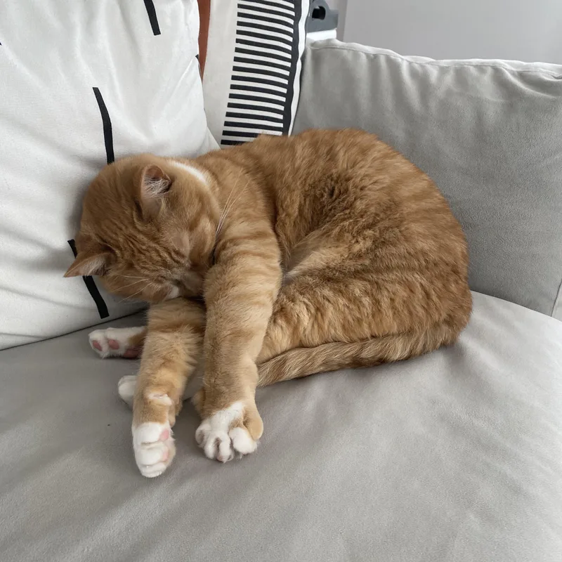 Cheeto  Bonded Wbobo thumbnail 3