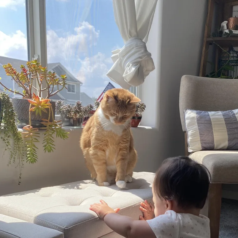 Cheeto  Bonded Wbobo thumbnail 4