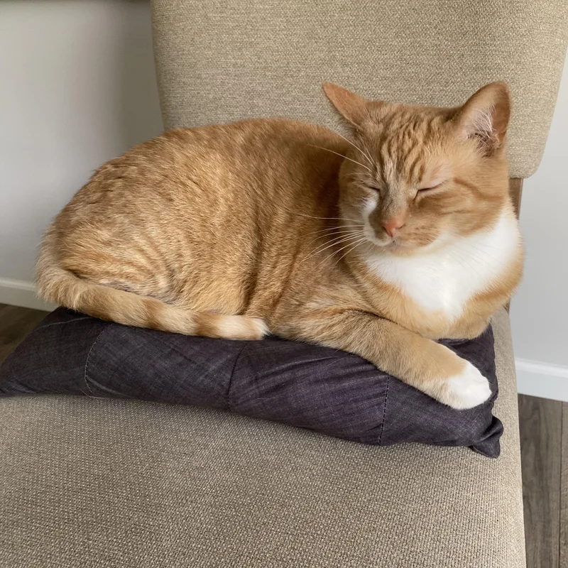 Cheeto  Bonded Wbobo thumbnail 5