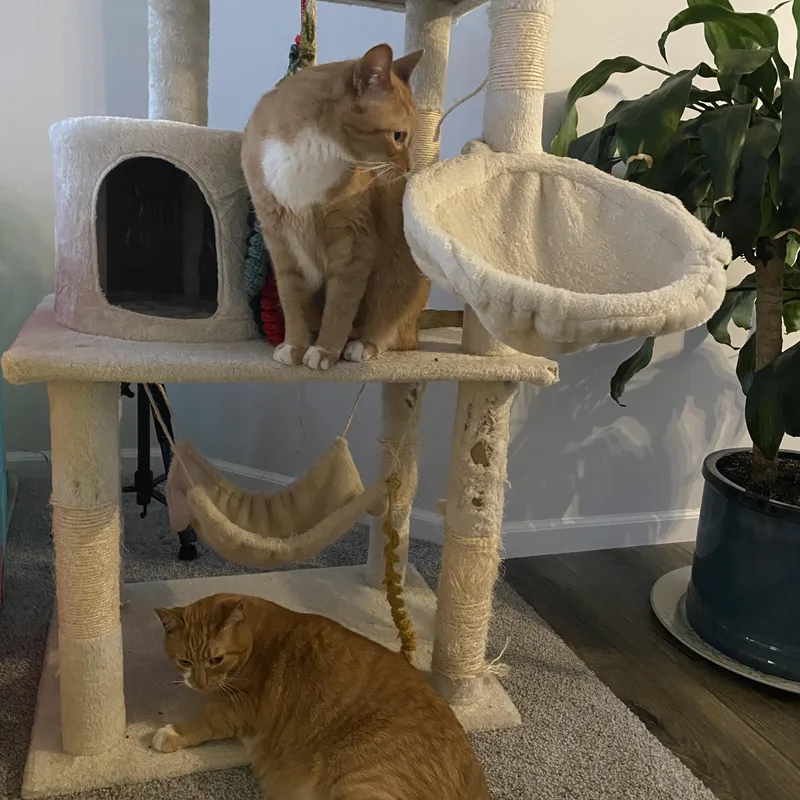 Cheeto  Bonded Wbobo thumbnail 6