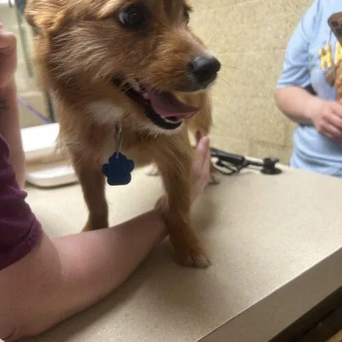 Magnolia thumbnail 2