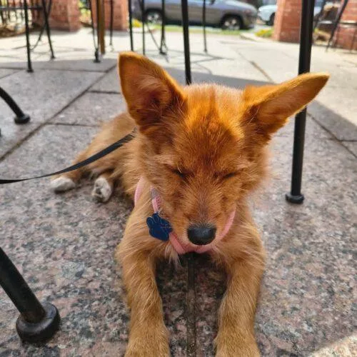 Magnolia thumbnail 3