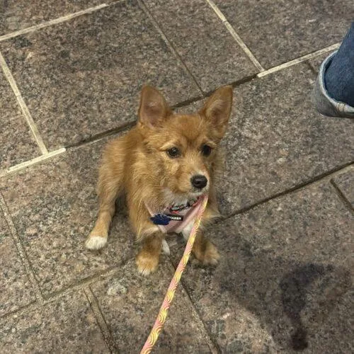 Magnolia thumbnail 4