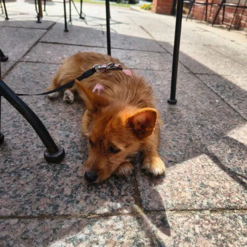 Magnolia thumbnail 5