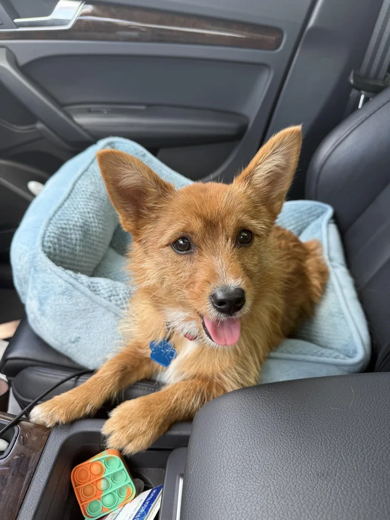 Magnolia thumbnail 6