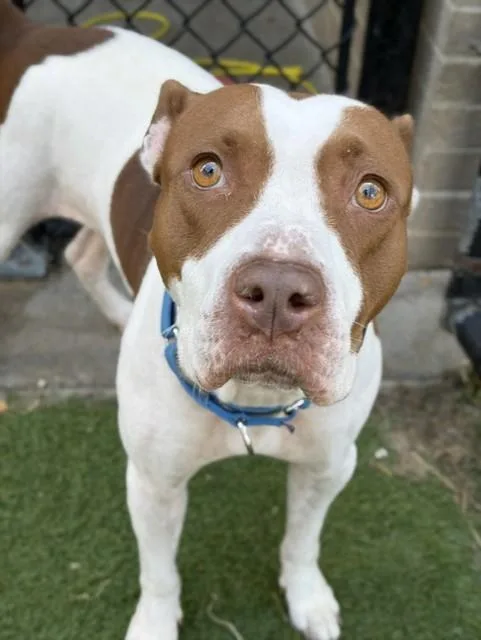 A young medium-sized female Mixed Breed dog named Lisa for adoption in Dallas, TX