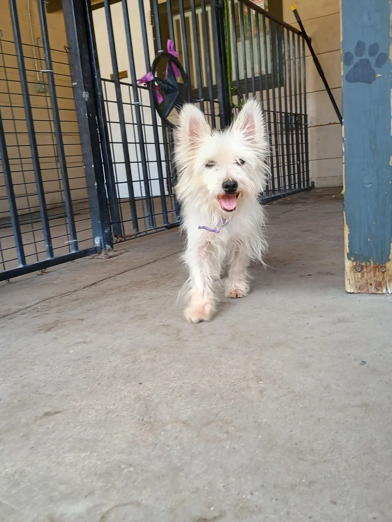 A senior small-sized female White / Cream West Highland White Terrier / Westie dog named Sprout for adoption in Plano, TX