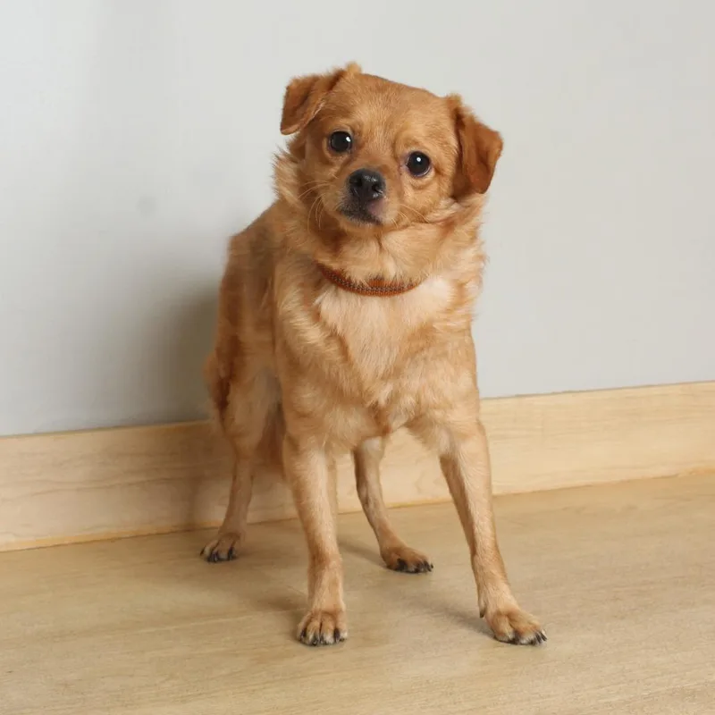 An adult small-sized male Brown / Chocolate Chihuahua dog named Shooter D for adoption in Minnetonka, MN