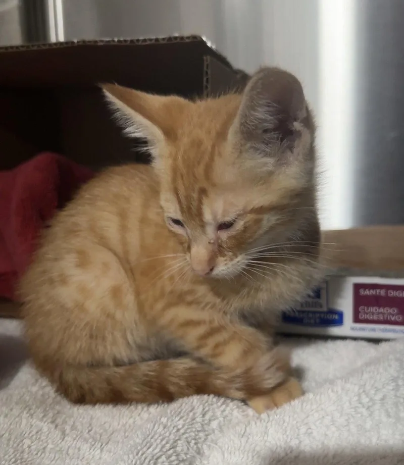 A young medium-sized male Tabby (Orange / Red) Tabby cat named Whit for adoption in Oxford, MS