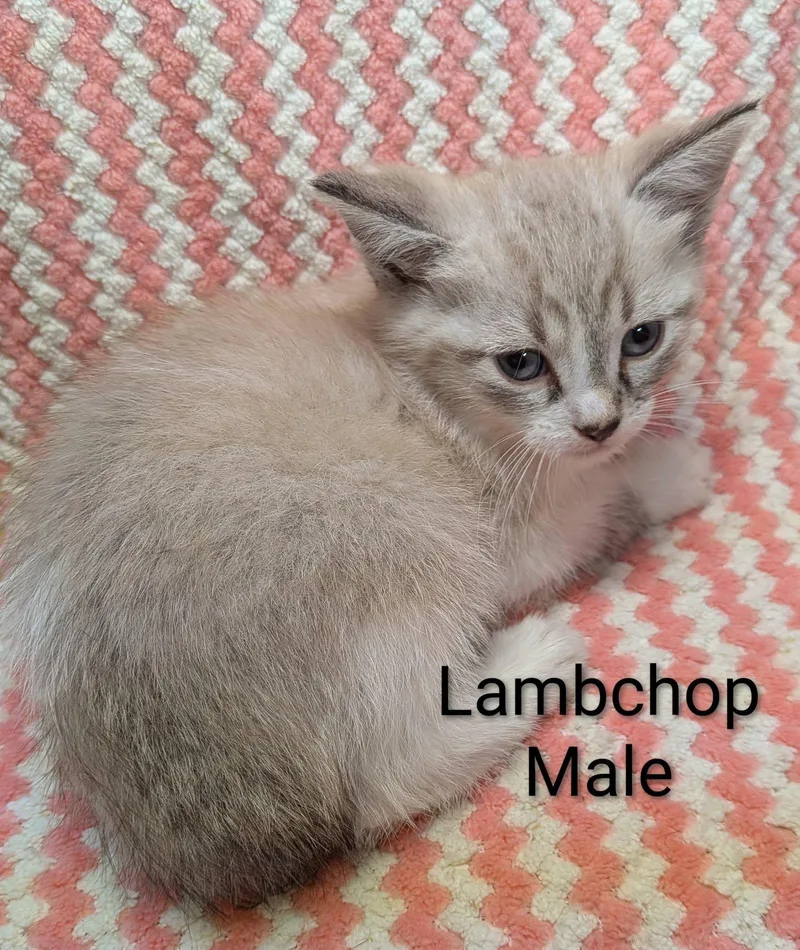 Lampchop thumbnail 3