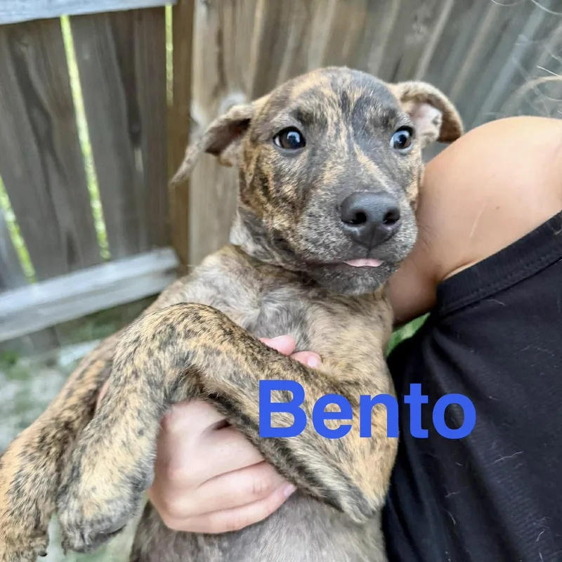 Bento thumbnail 3