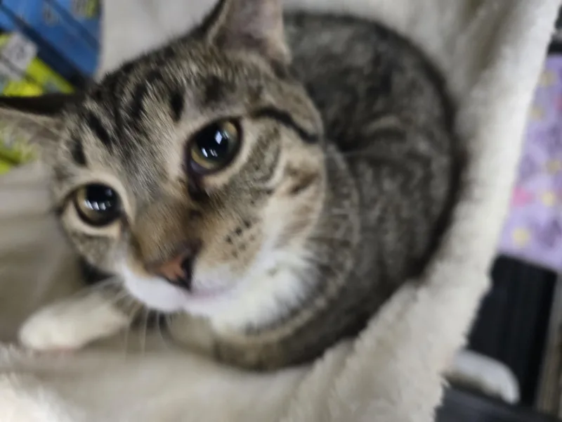 A young medium-sized female Tabby (Brown / Chocolate) Domestic Short Hair cat named Lacey for adoption in Allison Park, PA
