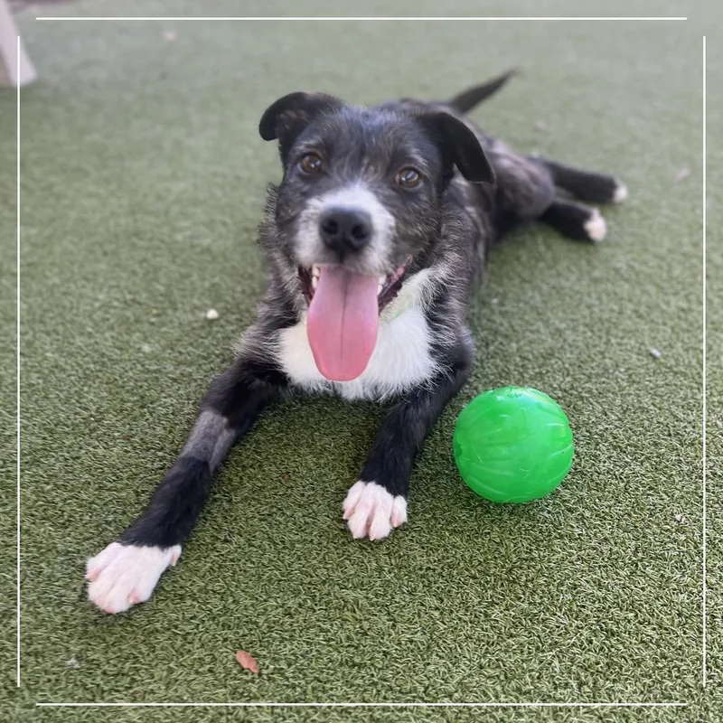 A young medium-sized male Black Terrier dog named Loki for adoption in Upland, CA