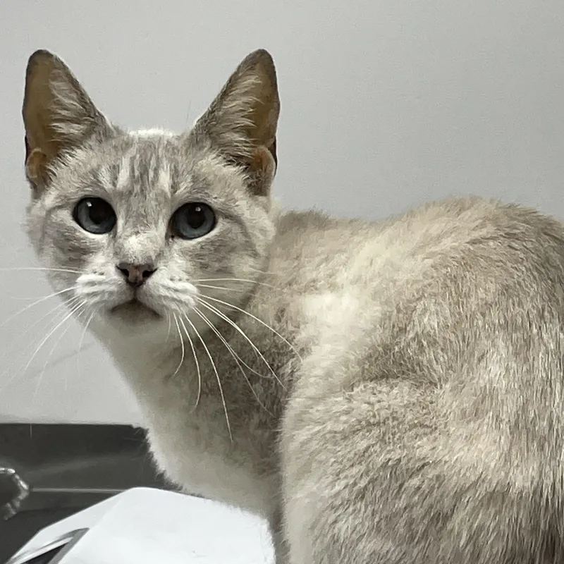 An adult medium-sized female Buff / Tan / Fawn Siamese cat named Phoebe for adoption in Crown Point, IN