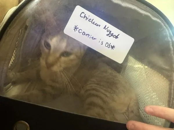 A young small-sized female Domestic Short Hair cat named Ratatouille for adoption in Virginia Beach, VA