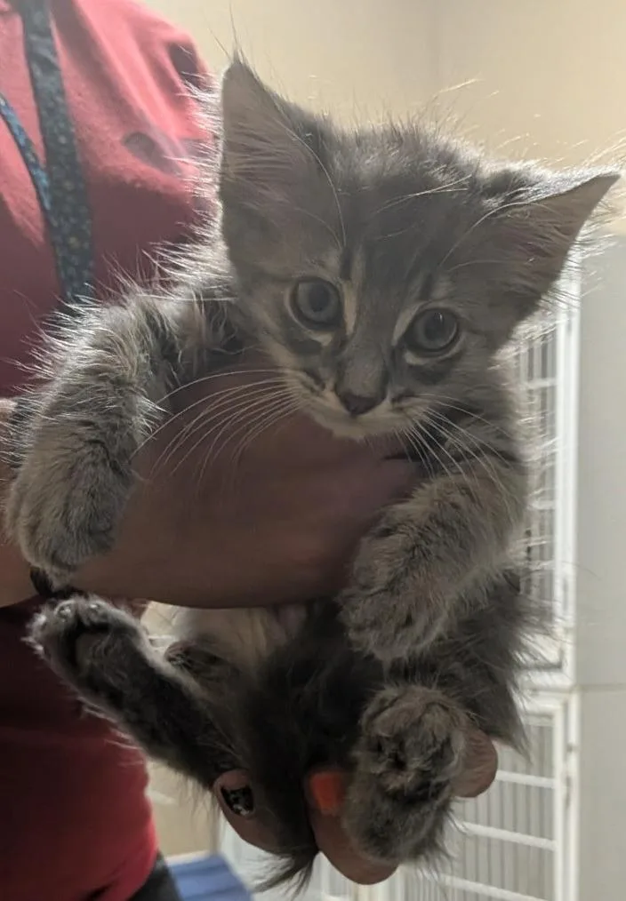 A baby small-sized male Domestic Long Hair cat named Leonard for adoption in Huntsville, TX