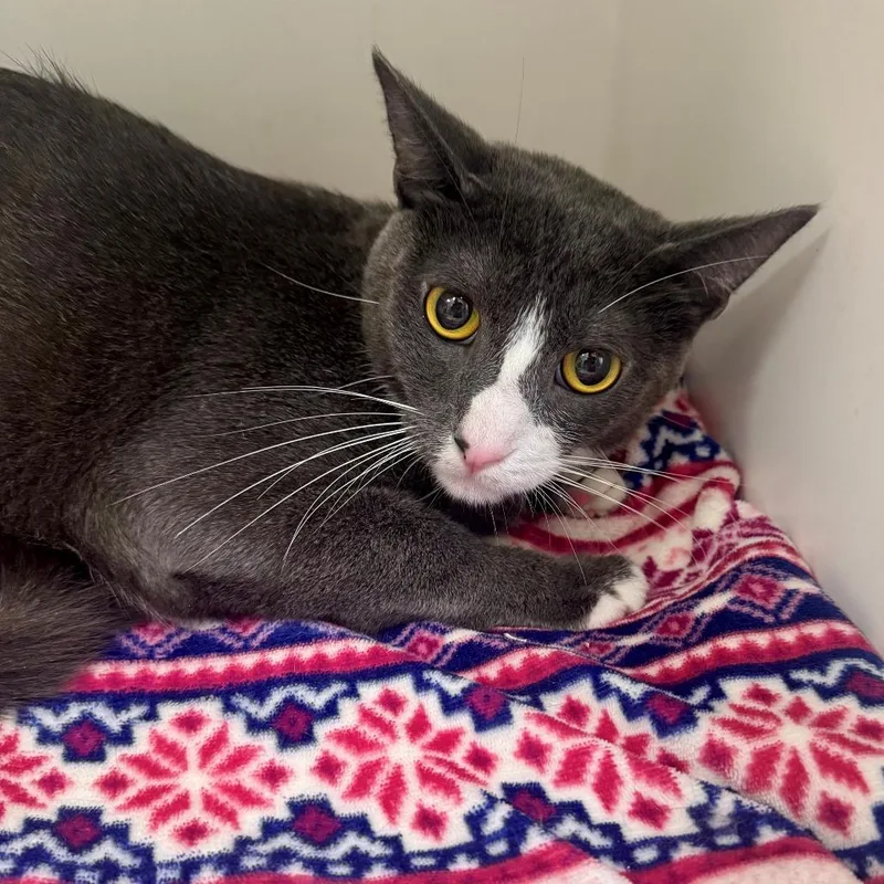 A young large-sized male Gray / Blue / Silver Domestic Short Hair cat named Cassio for adoption in Hawthorne, CA