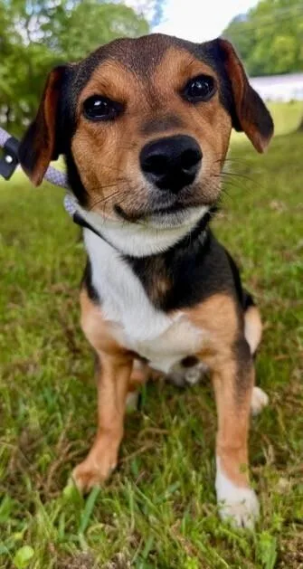 A young small-sized male Brown / Chocolate Beagle dog named Mickey for adoption in Washington, DC