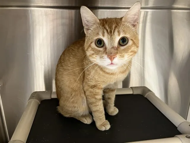An adult large-sized male Domestic Short Hair cat named Patrick for adoption in Tustin, CA