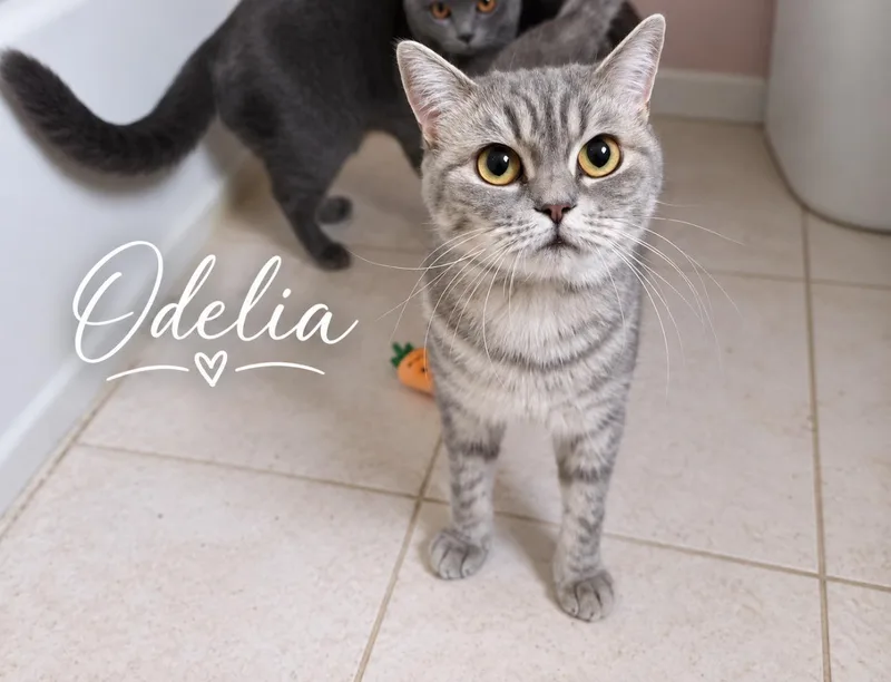 An adult medium-sized female Tabby (Gray / Blue / Silver) British Shorthair cat named Odelia for adoption in Staten Island, NY