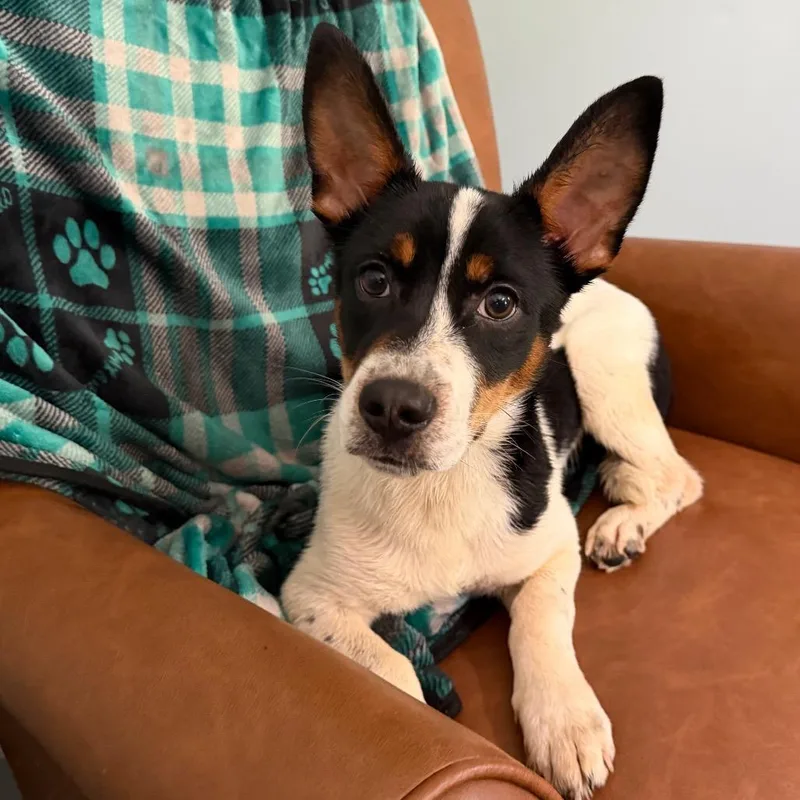 A young small-sized male Black Jack Russell Terrier dog named Luke for adoption in Sequatchie, TN