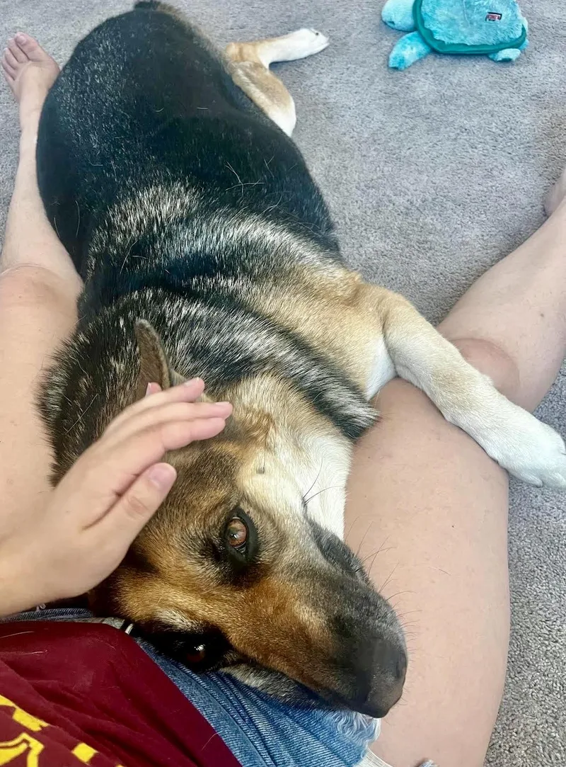 An adult large-sized female German Shepherd Dog dog named Joey for adoption in Sherman Oaks, CA