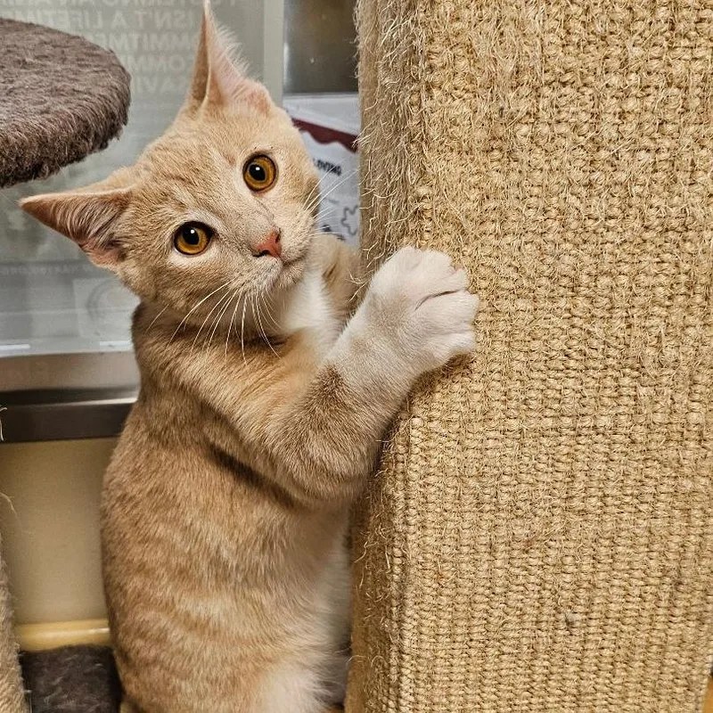 A baby small-sized male Domestic Short Hair cat named Toulouse for adoption in Fairfax, VA