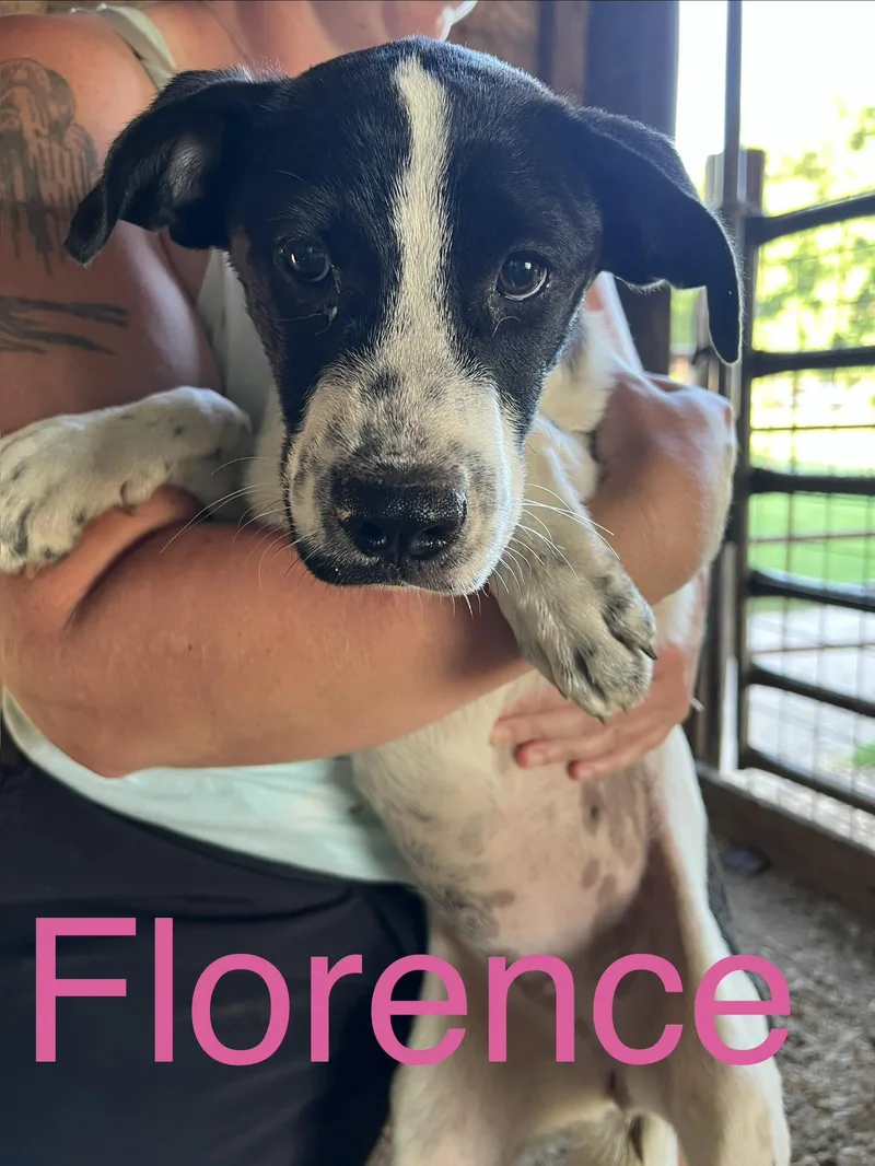 A baby medium-sized female Hound dog named Florence for adoption in Zimmerman, MN