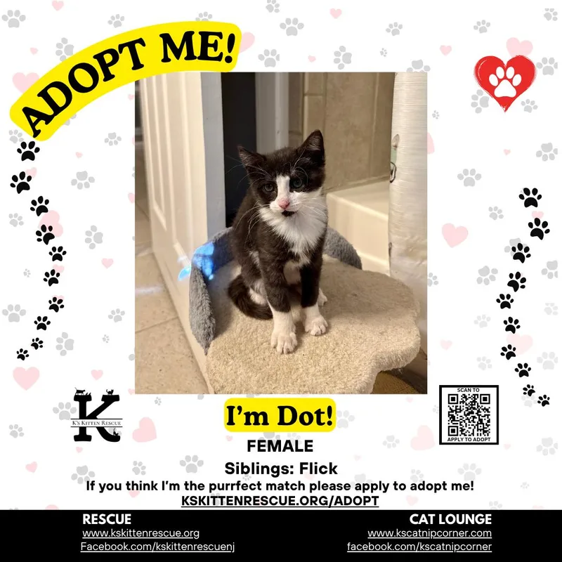 A baby medium-sized female Black & White / Tuxedo Domestic Short Hair cat named Dot for adoption in Brick, NJ