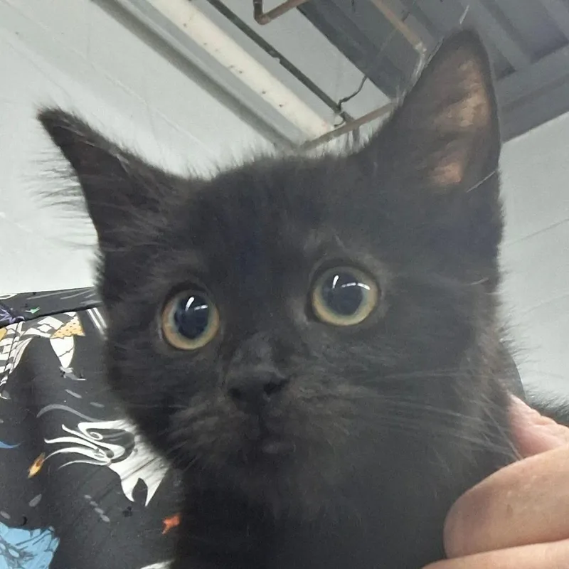 A baby small-sized female Domestic Short Hair cat named Dora for adoption in Zanesville, OH