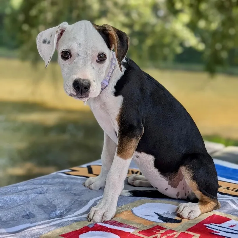 A baby small-sized female White / Cream Beagle dog named Daisy Duke for adoption in Tyrone, GA