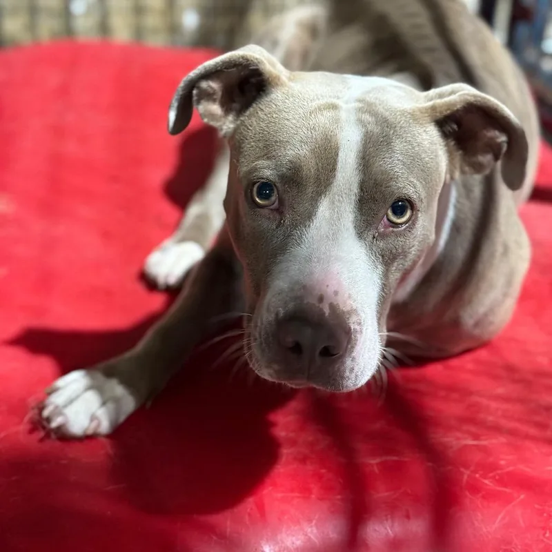 Starlight thumbnail 2