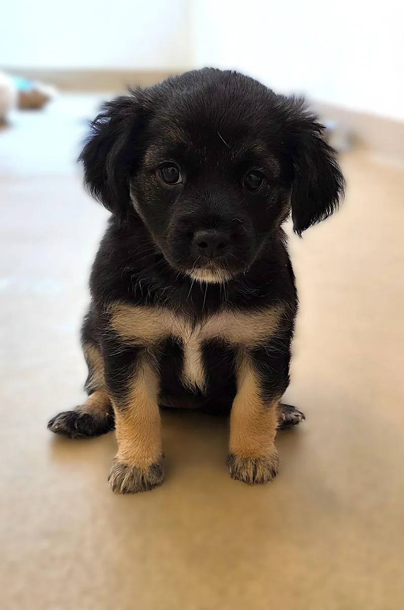 A baby small-sized female Tricolor (Brown, Black, & White) Chihuahua dog named Rose for adoption in Boca Raton, FL