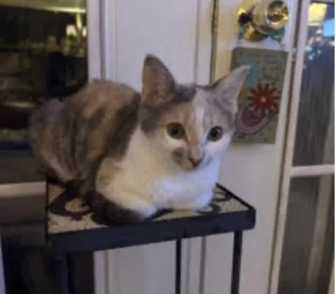 A baby medium-sized female Gray / Blue / Silver Domestic Short Hair cat named Mango for adoption in Herndon, VA