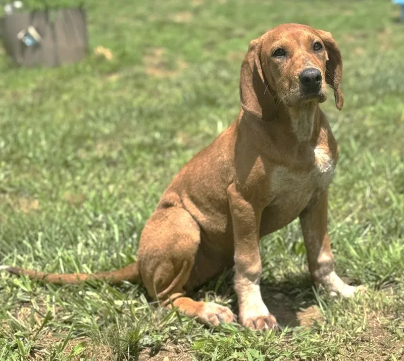 A baby large-sized female Hound dog named Junebug Scas for adoption in Rockaway, NJ