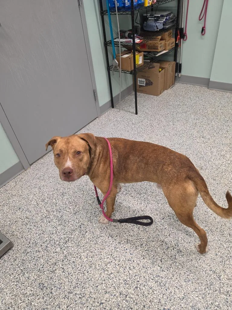 A young large-sized male Terrier dog named Tank for adoption in Athens, TN