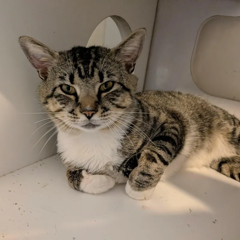 Louis Vuitton thumbnail 2