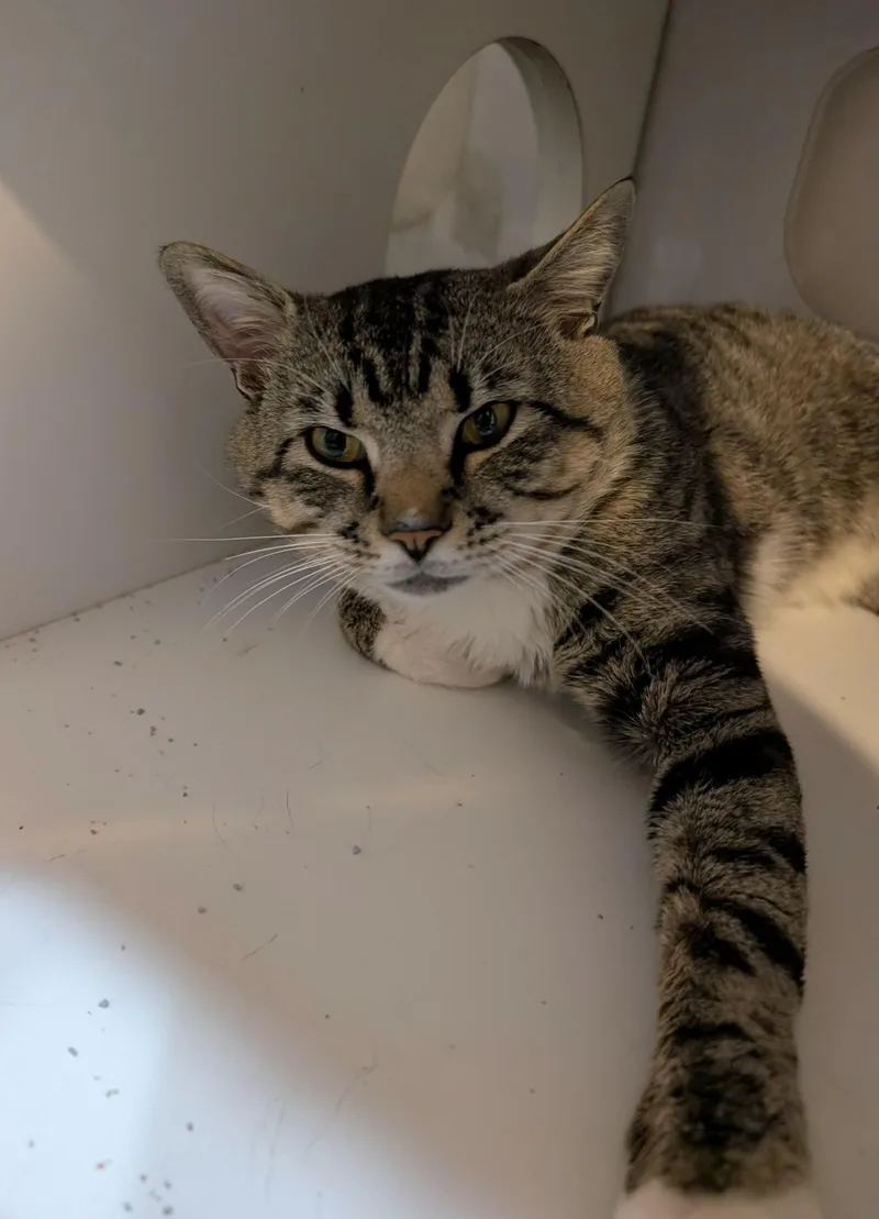 Louis Vuitton thumbnail 3